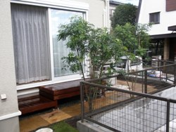 6.シマトネリコを植えました